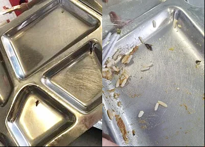 Insetos encontrados na comida do IFPI