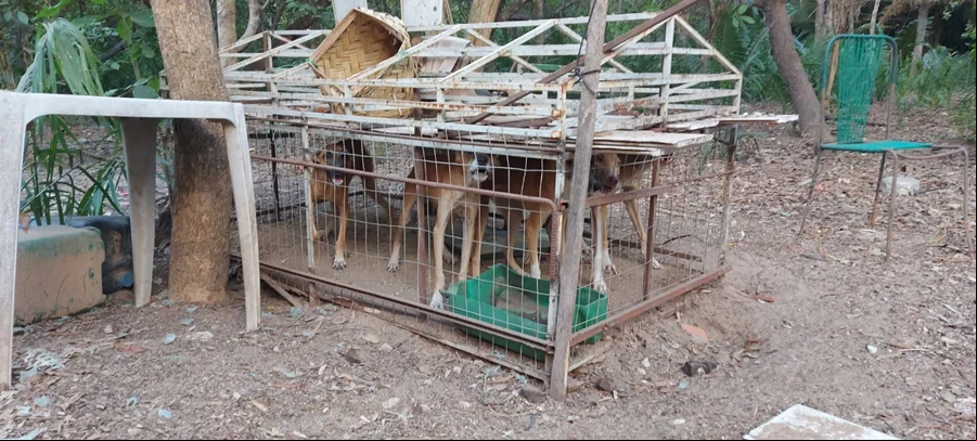 Polícia prende homem por maus tratos a animais em União