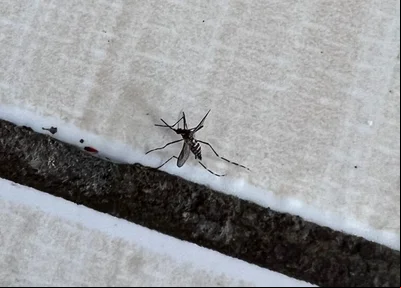 Mosquito da dengue