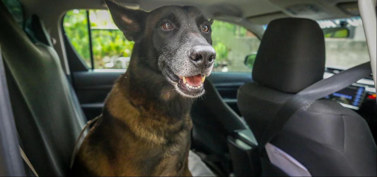 Cão policial foi utilizado durante operação