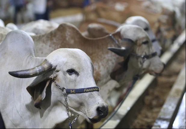 Animais da Fazenda JM são leiloados na Expoapi 2018