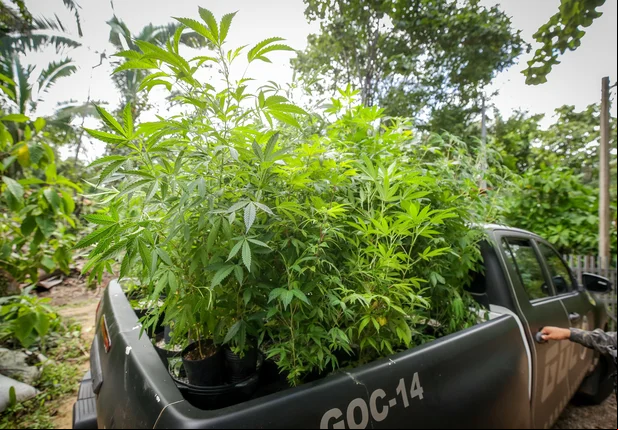 Polícia estoura laboratório de drogas na zona sudeste de Teresina